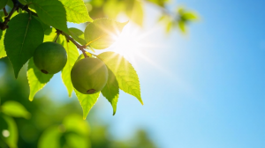 Die essenzielle Rolle von Vitamin D: Immunsystem, Knochenstärkung, Sonnenlicht